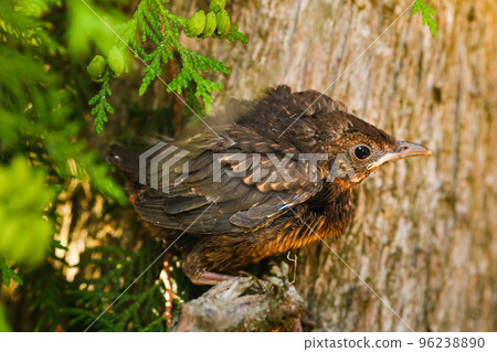 A thrush chick is sitting on a tree branch. The bird is a small blackbird sitting on the tree A thrush chick is sitting on a tree branch. The bird is a small blackbird sitting on the tree 96238890