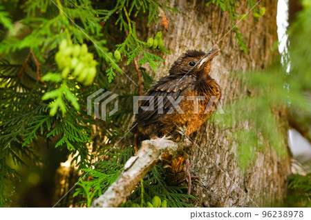 A thrush chick is sitting on a tree branch. The bird is a small blackbird sitting on the tree A thrush chick is sitting on a tree branch. The bird is a small blackbird sitting on the tree 96238978