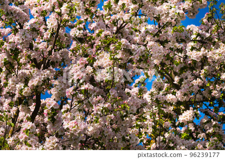Background of apple tree branches with pink flowers on a blue sky background 96239177