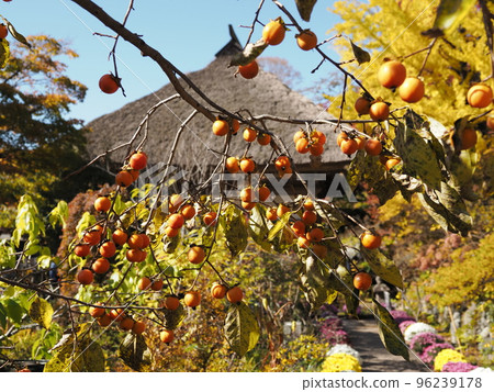 秋季青龍山吉祥寺境內的豆垣 96239178