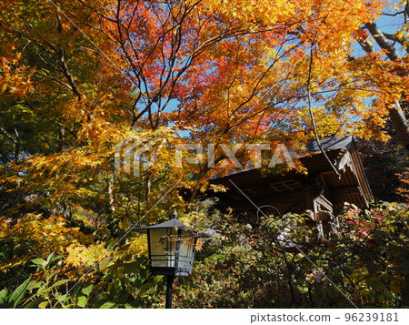 秋天的青龍山吉祥寺 96239181