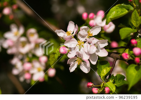 Background of apple tree branches with pink flowers on a sunny day 96239195