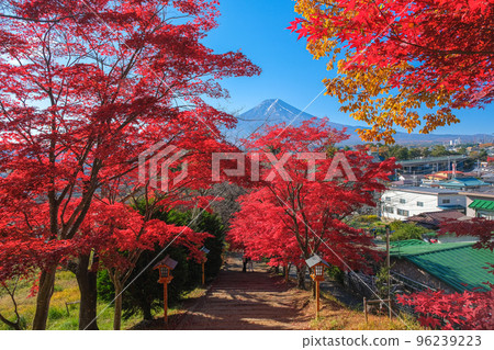 Fujiyoshida City, Yamanashi Prefecture The approach to Arakura Fuji Sengen Shrine where you can see autumn leaves and Mt. Fuji 96239223