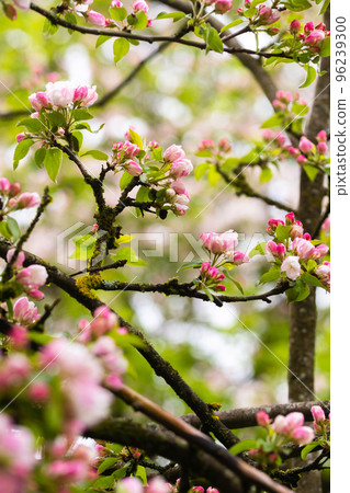 Blooming apple tree in spring after rain 96239300