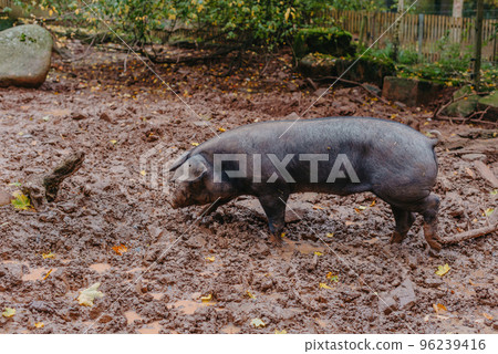 Pig In The Field, Organic Animal Husbandry. Single Pig Playing In The Mud With Thick Nasty Mud All Over It's Face At An Agricultural Farm Pig In The Field, Organic Animal Husbandry. Single Pig Playing In The Mud With Thick Nasty Mud All Over It's Face At An Agricultural Farm 96239416