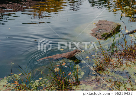 European river otter, Lutra lutra, swimming on back in clear water. Adorable fur coat animal with long tail. Endangered fish predator in nature. Wild animal in brook. Habitat Europe, Asia. European river otter, Lutra lutra, swimming on back in clear water. Adorable fur coat animal with long tail. Endangered fish predator in nature. Wild animal in brook. Habitat Europe, Asia. 96239422