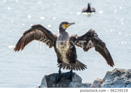 Great cormorant, Phalacrocorax carbo, sits on stone and dries its wings on the wind. 96239539