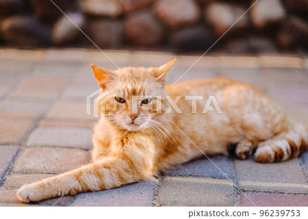 a red-haired cat lies outdoors and enjoys a sunny summer day a red-haired cat lies outdoors and enjoys a sunny summer day 96239753
