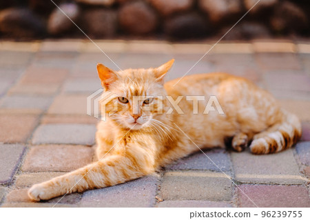a red-haired cat lies outdoors and enjoys a sunny summer day a red-haired cat lies outdoors and enjoys a sunny summer day 96239755
