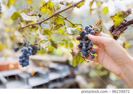women's hands collect black grapes on a farm or vineyards. wine production or farm eco products store. fruits and vegetables 96239872