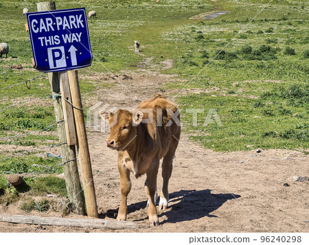 Calf on the new path to Murder Hole beach, officially called Boyeeghether Bay in County Donegal, Ireland 96240298