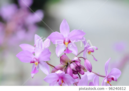 Ground orchid, Spathoglottis or Acanthephippium or Bletia or Calanthe or purple flower Ground orchid, Spathoglottis or Acanthephippium or Bletia or Calanthe or purple flower 96240812