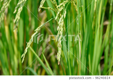 rice plant or rice field , sticky rice plant or paddy field 96240814