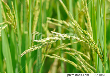 rice plant or rice field , sticky rice plant or paddy field 96240819