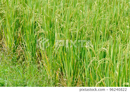 rice plant or rice field , sticky rice plant or paddy field 96240822