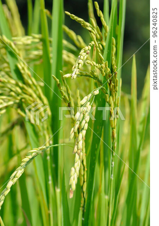 rice plant or rice field , sticky rice plant or paddy field 96240825