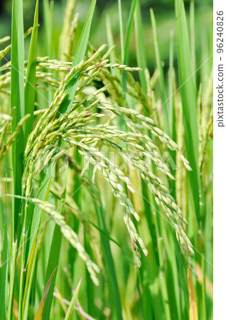 rice plant or rice field , sticky rice plant or paddy field 96240826
