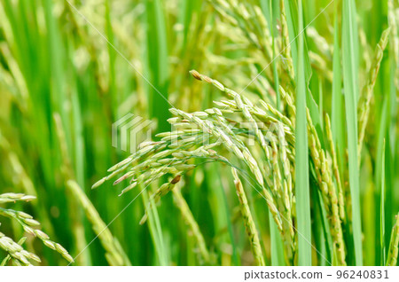 rice plant or rice field , sticky rice plant or paddy field 96240831