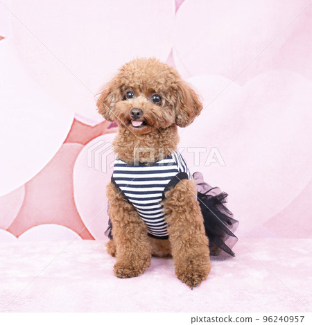 坐和微笑的玩具獅子狗 96240957