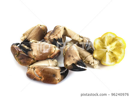 crab in studio 96240976