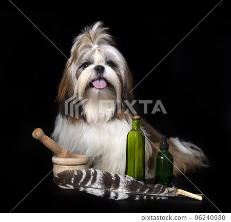 shih tzu in studio shih tzu in studio 96240980