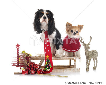 cavalier king charles and chihuahua 96240996