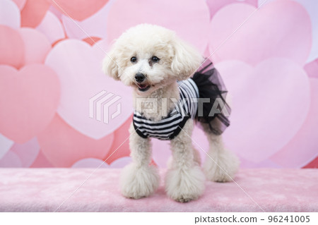 A white toy poodle smiling with a heart back A white toy poodle smiling with a heart back 96241005