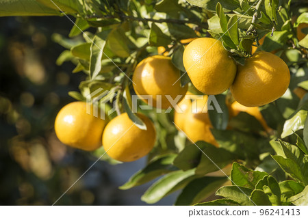 Mandarin oranges on trees, mandarin orange trees, mandarin orange fields, citrus fruits 96241413