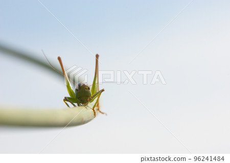 In search of the top  point 96241484