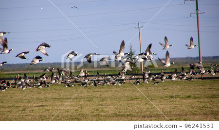 spring field and geese spring field and geese 96241531