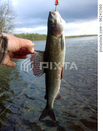 grayling fishing Northern fish grayling fishing Northern fish 96241560