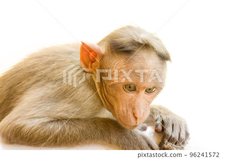 Indian macaques, bonnet macaques, or (lat. Macaca radiata). 96241572