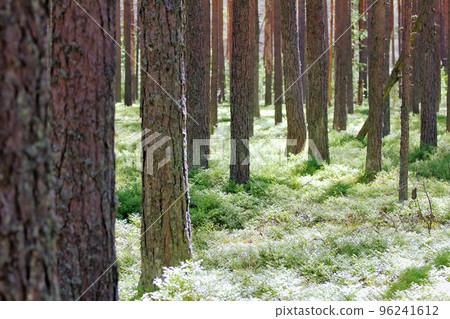 Ancient pine forest brightly lit by sun - life in the woods by Henry Thoreau Ancient pine forest brightly lit by sun - life in the woods by Henry Thoreau 96241612