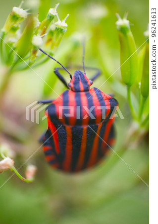 Brightly colored bug Italian. Macro 96241613