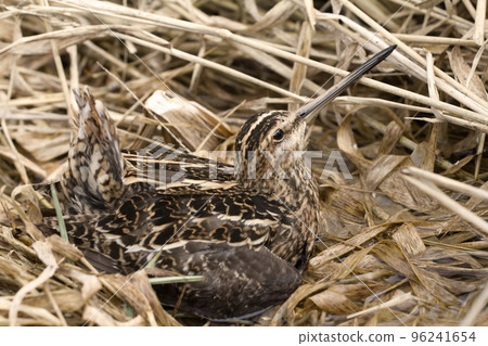European snipe among bog in spring 96241654