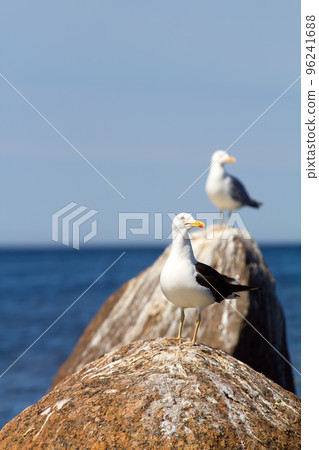 rare seagull close up. a colony of birds with voices 96241688