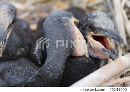 chick of a cormorant chick of a cormorant 96241690