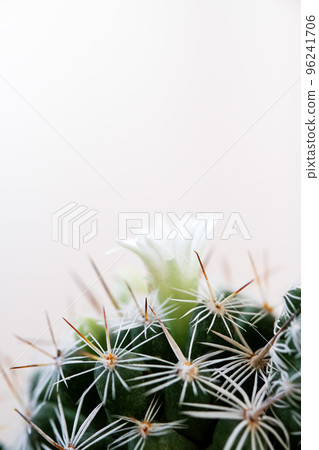 Minimal green cactus houseplant on pastel background,vertical 96241706
