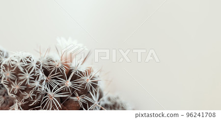 Minimal green cactus houseplant on pastel background 96241708