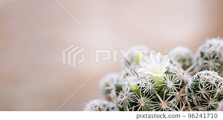 Minimal green cactus houseplant on pastel background 96241710