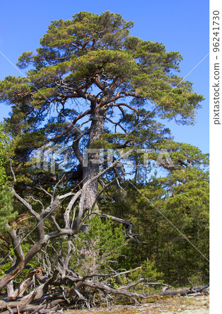 powerful pine powerful pine 96241730