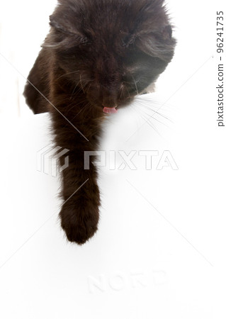cat pulls a paw cat pulls a paw 96241735