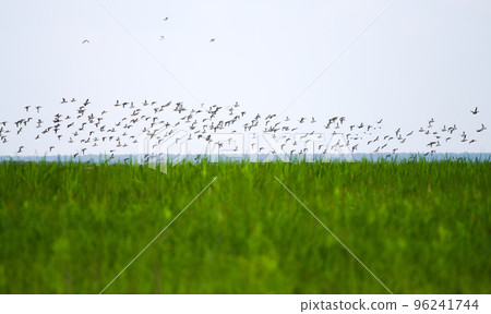 Duck flight over the lake Duck flight over the lake 96241744