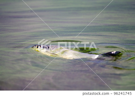 fish poisoned fish poisoned 96241745