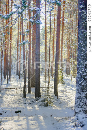 bright winter Sunny forest with snow and fir trees. bright winter Sunny forest with snow and fir trees. 96241749