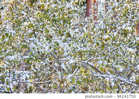 Apple tree with green leaves in snow. Apple tree with green leaves in snow. 96241750