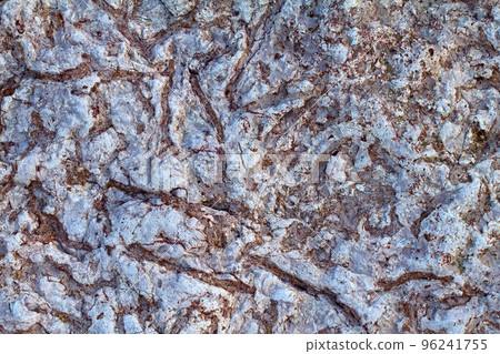 invertebrate fossils 96241755