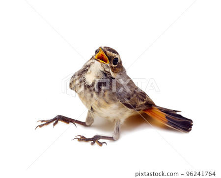 blue-throated robin bird isolated blue-throated robin bird isolated 96241764