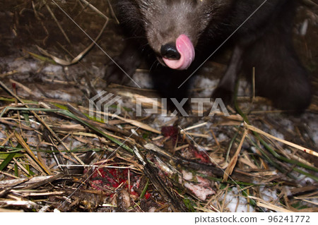 Blue foxes come at night to devour carcasses of seals 96241772