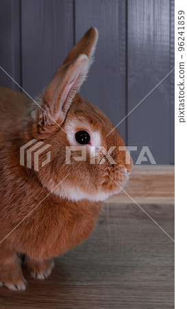 Red rabbit standing sideways, vertical photo, portrait at eye level. Adult young male Burgundy rabbit indoors. Symbol of the year 96241859